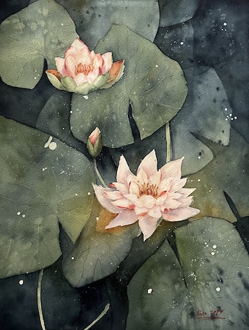 Lily Pond