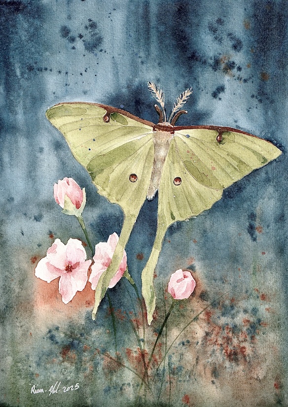 The Moth